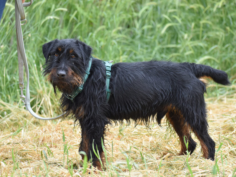 Ares