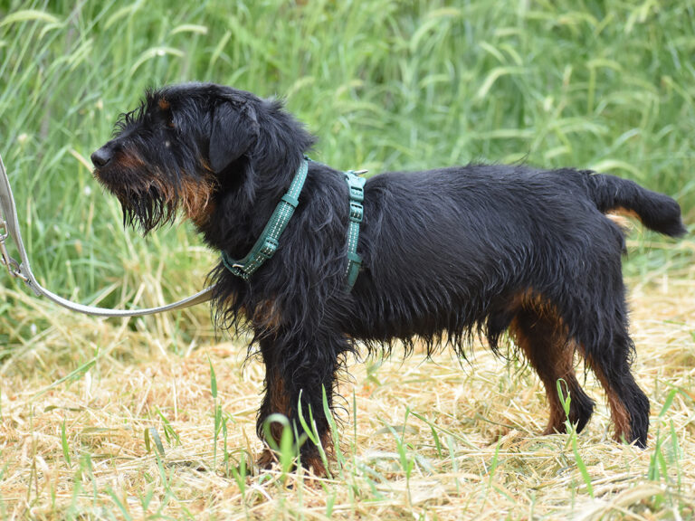 Ares