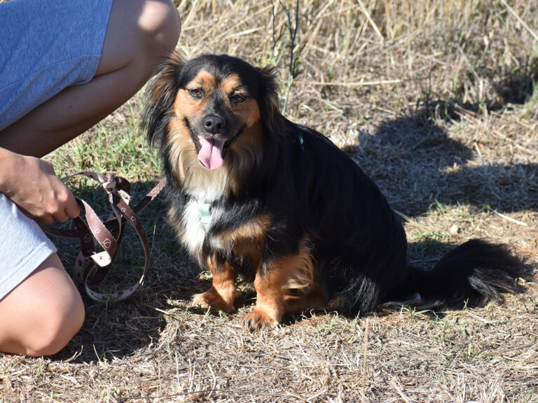 Shaggy