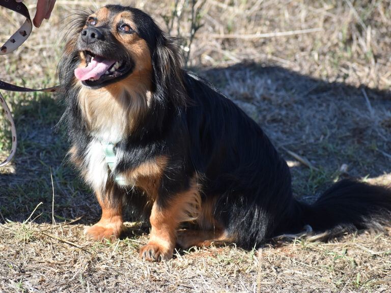 Shaggy